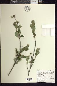 Betula pumila image