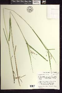 Carex davisii image