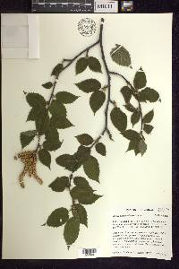 Betula alleghaniensis image