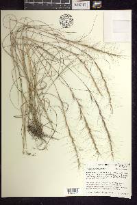 Aristida purpurascens image