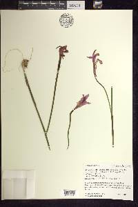 Arethusa bulbosa image