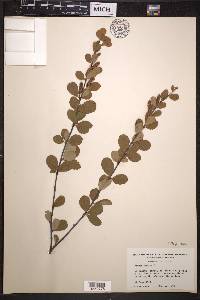 Betula pumila image