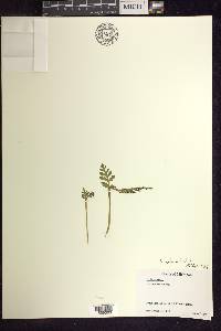 Botrychium matricariifolium image