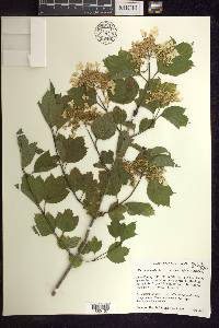 Viburnum opulus image