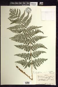 Dryopteris × triploidea image