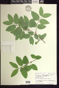 Lonicera canadensis image