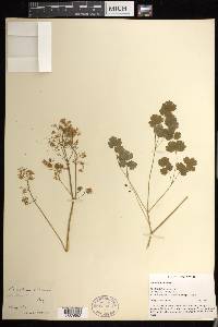 Thalictrum dioicum image