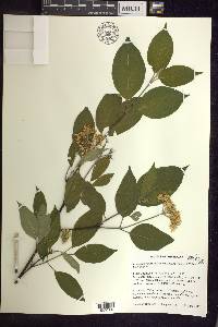 Cornus amomum subsp. obliqua image