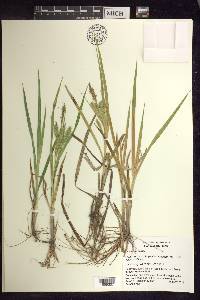 Carex schweinitzii image