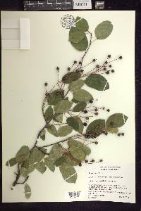 Amelanchier laevis image