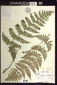 Dryopteris × triploidea image