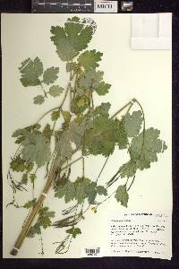 Chelidonium majus image