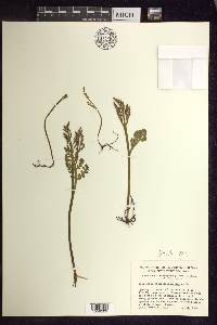 Botrychium matricariifolium image