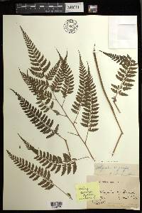 Athyrium nigripes image