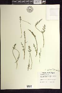 Botrychium matricariifolium image