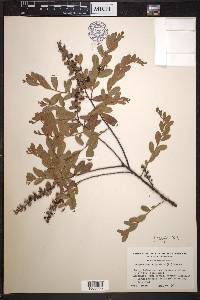 Chamaedaphne calyculata image
