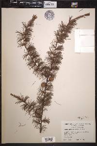 Larix laricina image