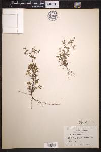 Potentilla argentea image