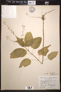 Circaea canadensis image