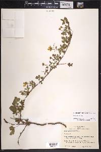 Rubus trivialis image