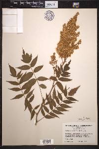 Sorbaria sorbifolia image