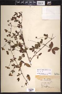 Rubus trivialis image