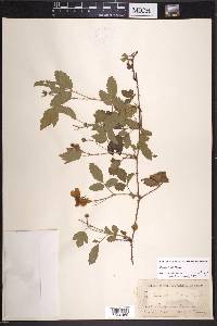 Rubus trivialis image