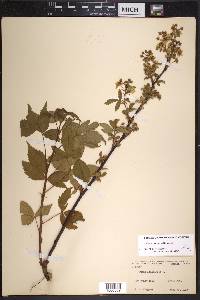 Rubus vermontanus image