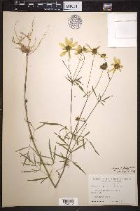 Bidens trichosperma image