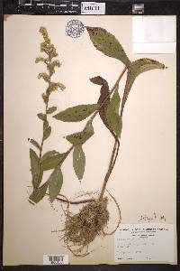 Solidago patula image