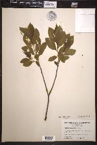 Rhamnus alnifolia image