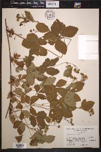 Rubus setosus image