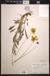 Coreopsis grandiflora image