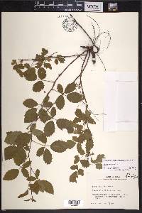 Rubus trivialis image