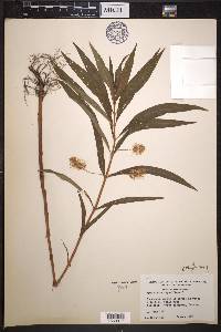 Lysimachia thyrsiflora image