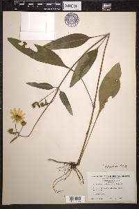 Helianthus occidentalis image