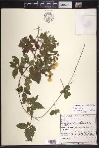 Rubus trivialis image