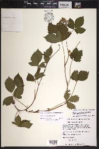 Rubus vermontanus image