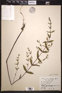 Scutellaria galericulata image