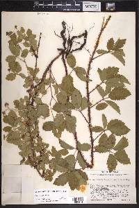 Rubus trivialis image