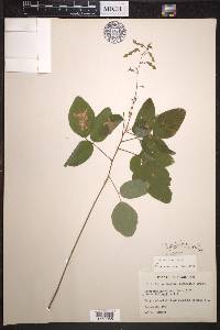 Desmodium glabellum image