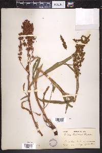 Rumex hesperius image