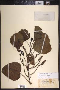 Ipomoea pes-caprae image