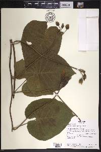 Ipomoea philomega image