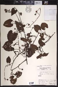 Ipomoea reticulata image