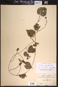 Ipomoea ramosissima image