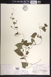 Ipomoea grandifolia image