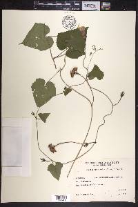 Ipomoea grandifolia image