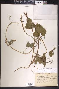 Ipomoea grandifolia image
