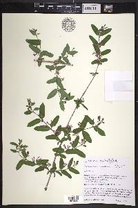 Lonicera × minutiflora image